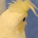 鸡蛋🐣