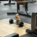 伯乐，的头像-秀琴曲谱网