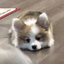 蓝矮星.