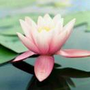 水木清华的头像 