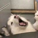 Ｕｌｙｓｓｅｓ