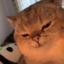 无敌橘猫