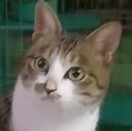 蜜锋是一只猫的头像-秀琴曲谱网