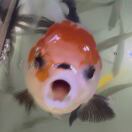 Strata转租