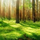 树苗的头像-龙猫科技站