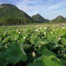 德宏芒市傣族景颇族自治州招防水工