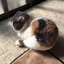 格拉斯哥求租