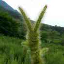 劉強(qiáng)