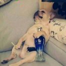 两实一直的阿成(╯3╰)