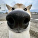 前端高级开发工程师