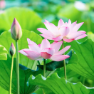 域鑒金石鑲鉆的店鋪