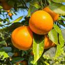 橙🍊心如意