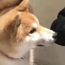 心