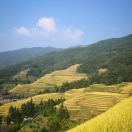 嘟嘟爱骑滑板车