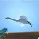 mwih1314的头像-小哥网