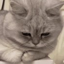 MrLIn🐱