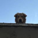 李先生