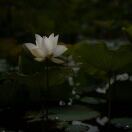 杨先生