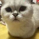 布里斯托求租