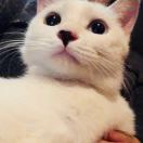 养猫的犬系男Mr_兰