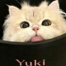 Yuki的钢琴谱