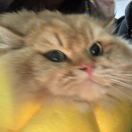 肖恩爱吃辣椒酱