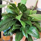 彭广胜的头像-博士钣金 - www.bsbanjin.com