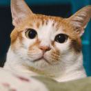 🐯.Jihan的头像-三米星球：游戏人&互联网人终身成长的平台