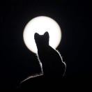Hinnka's Avatar