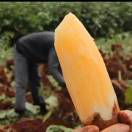 大圆果