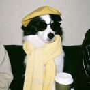 BaoZ心想事成万事如意🙌🏻的头像-秀琴曲谱网