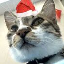 iQ Broderick House 转租&房东直租