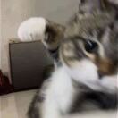 杜伦求租