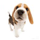 暹罗猫fufu的头像-日本！日本语