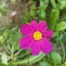 苦咖啡