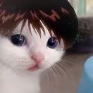 圣克拉拉(加利福尼亚州)求租