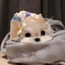 音