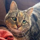 用户37922112的头像-cok论坛 - AGREE动漫游戏