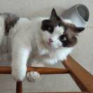 γǐлg的头像-悠然分享库