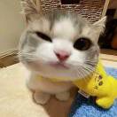 Y.