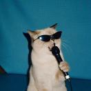 avenger_young 的头像