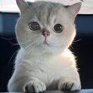 熊猫