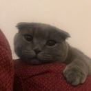 炫猫狂魔张艺伯