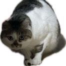 wain的头像-日本！日本语