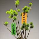 一沐风