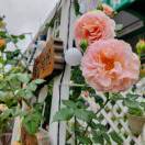 花楹