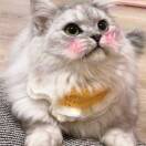 谢圳森
