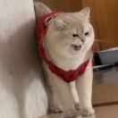 u客直谈实名认证全晓慧