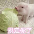 白了少年头