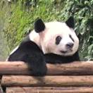 彭中玉
